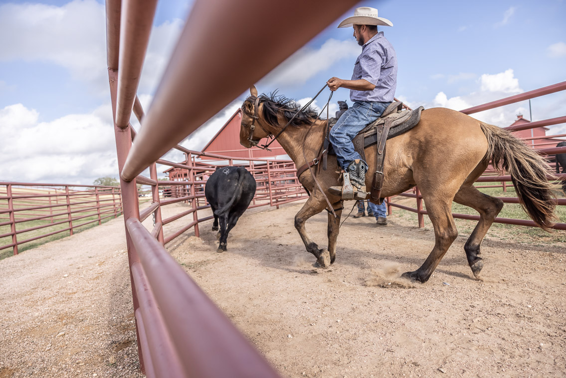 44Farms_Cameron_FallBullSale_Oct2021-525804