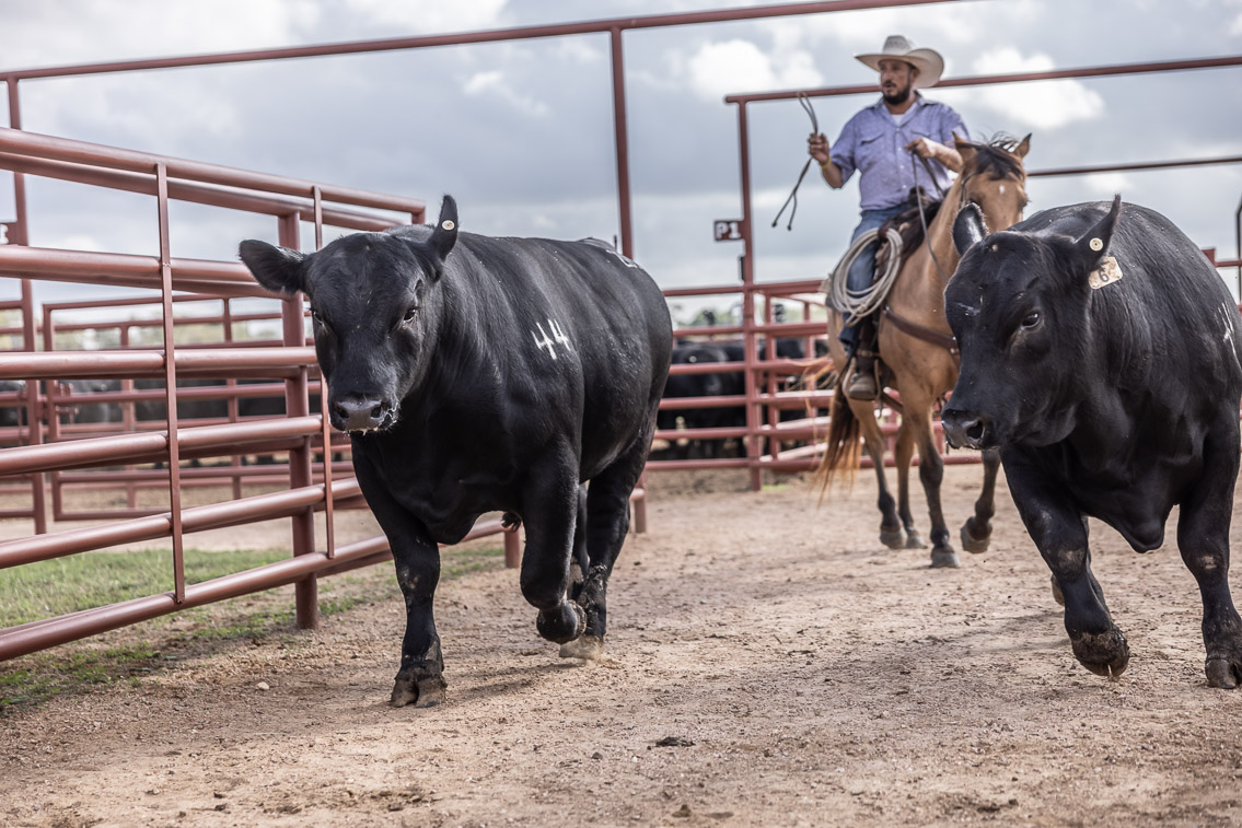 44Farms_Cameron_FallBullSale_Oct2021-525820