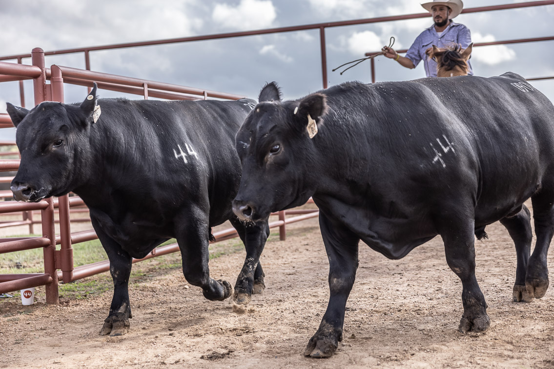 44Farms_Cameron_FallBullSale_Oct2021-525823