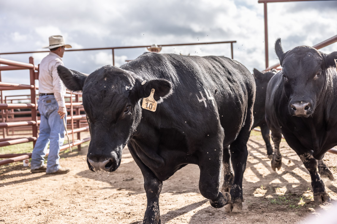 44Farms_Cameron_FallBullSale_Oct2021-525844