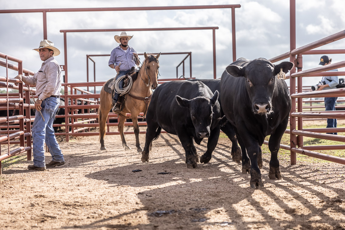 44Farms_Cameron_FallBullSale_Oct2021-525864
