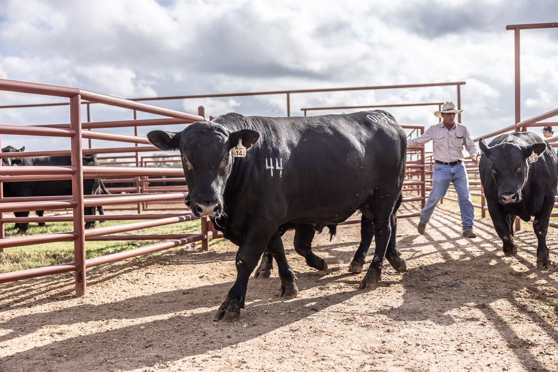 44Farms_Cameron_FallBullSale_Oct2021-525874