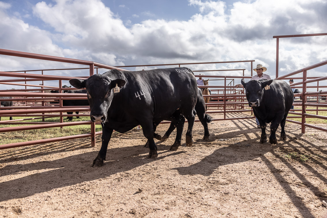 44Farms_Cameron_FallBullSale_Oct2021-525876
