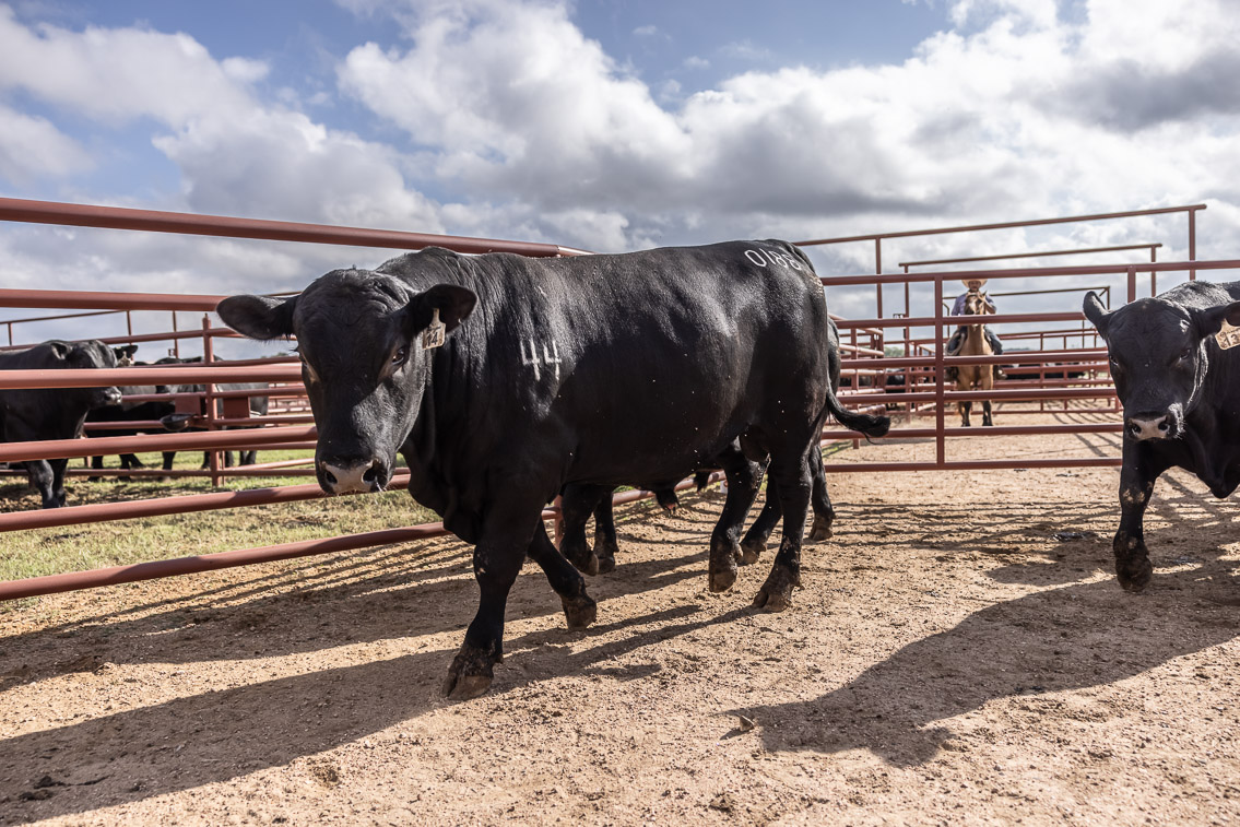 44Farms_Cameron_FallBullSale_Oct2021-525879