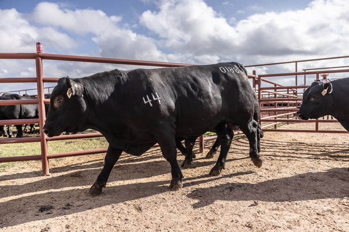 44Farms_Cameron_FallBullSale_Oct2021-525881