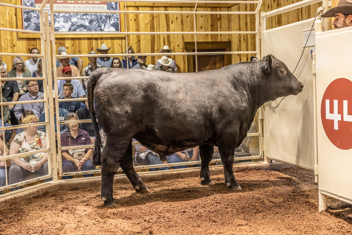 44Farms_Cameron_FallBullSale_Oct2021-525982