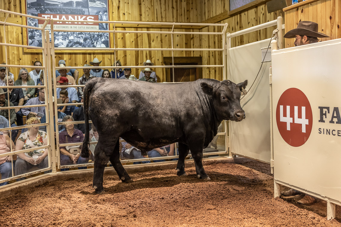 44Farms_Cameron_FallBullSale_Oct2021-525988