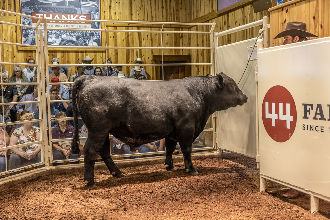 44Farms_Cameron_FallBullSale_Oct2021-525990