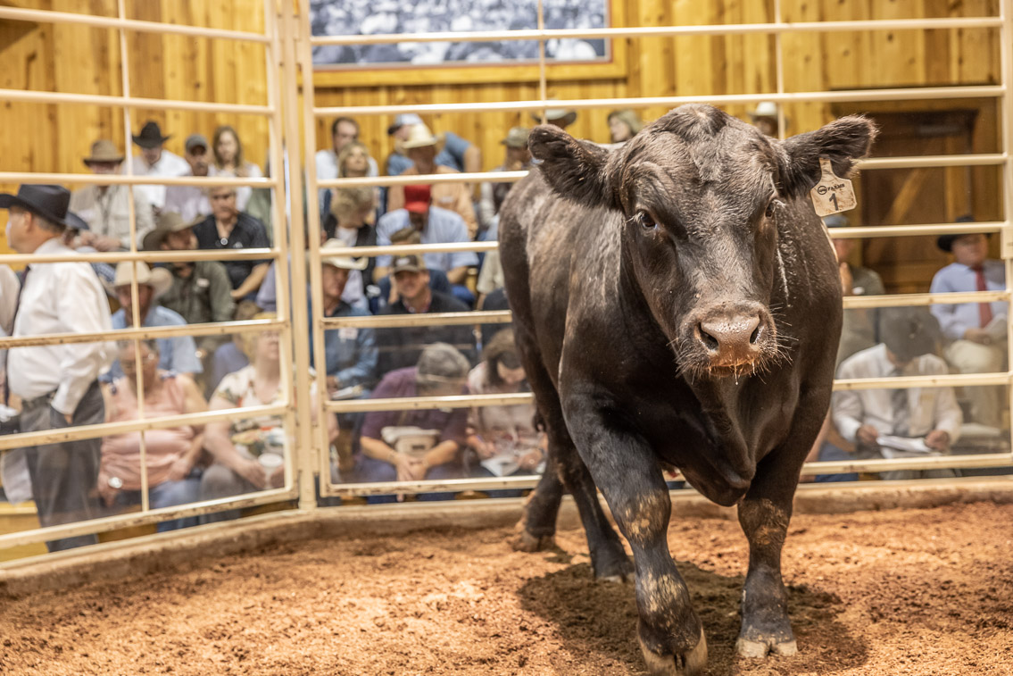 44Farms_Cameron_FallBullSale_Oct2021-526022