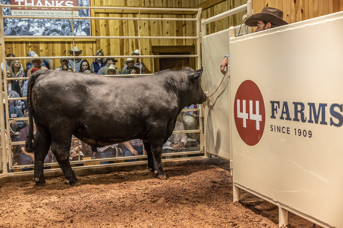 44Farms_Cameron_FallBullSale_Oct2021-526037