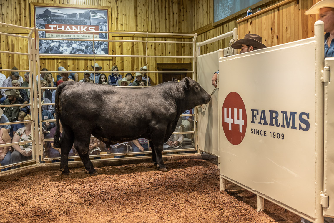 44Farms_Cameron_FallBullSale_Oct2021-526040
