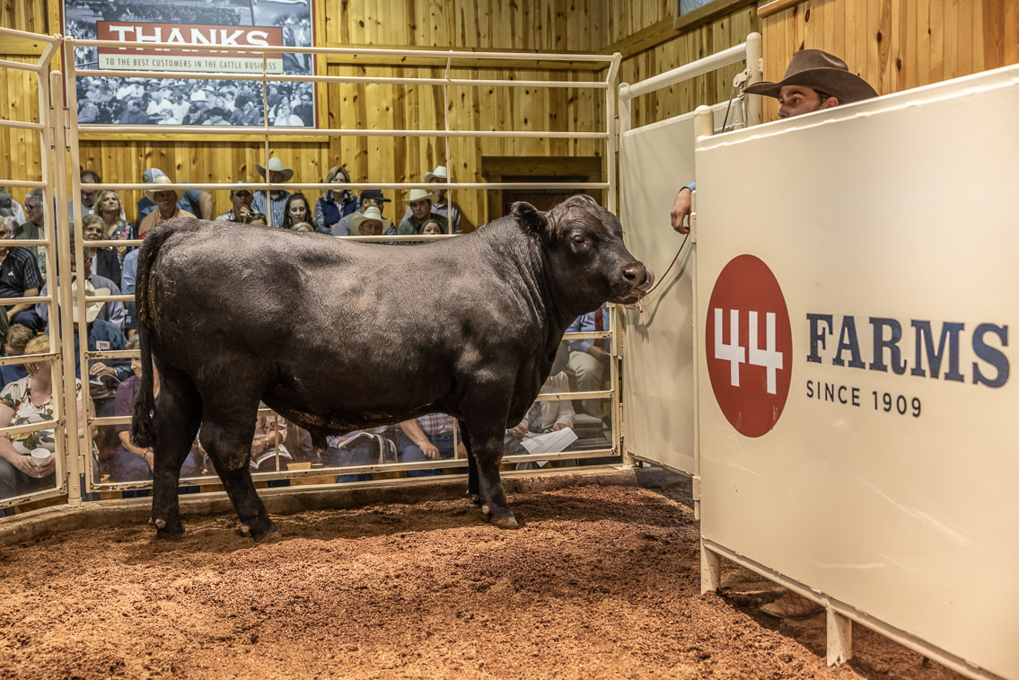 44Farms_Cameron_FallBullSale_Oct2021-526042