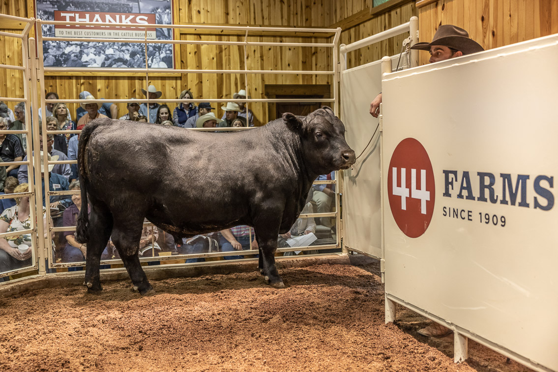 44Farms_Cameron_FallBullSale_Oct2021-526044