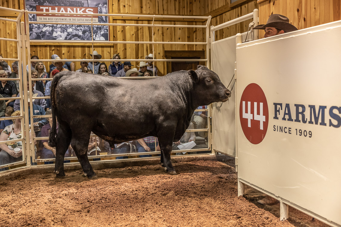 44Farms_Cameron_FallBullSale_Oct2021-526045