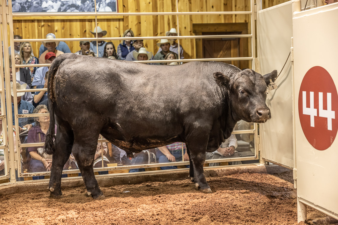 44Farms_Cameron_FallBullSale_Oct2021-526073