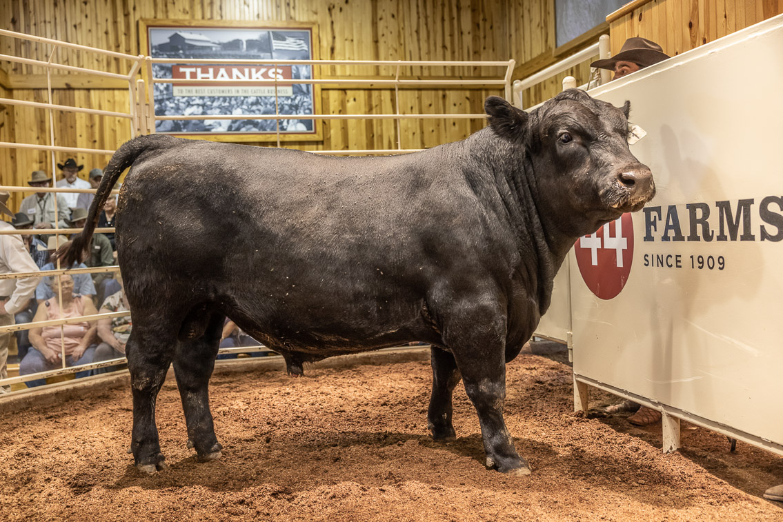 44Farms_Cameron_FallBullSale_Oct2021-526119