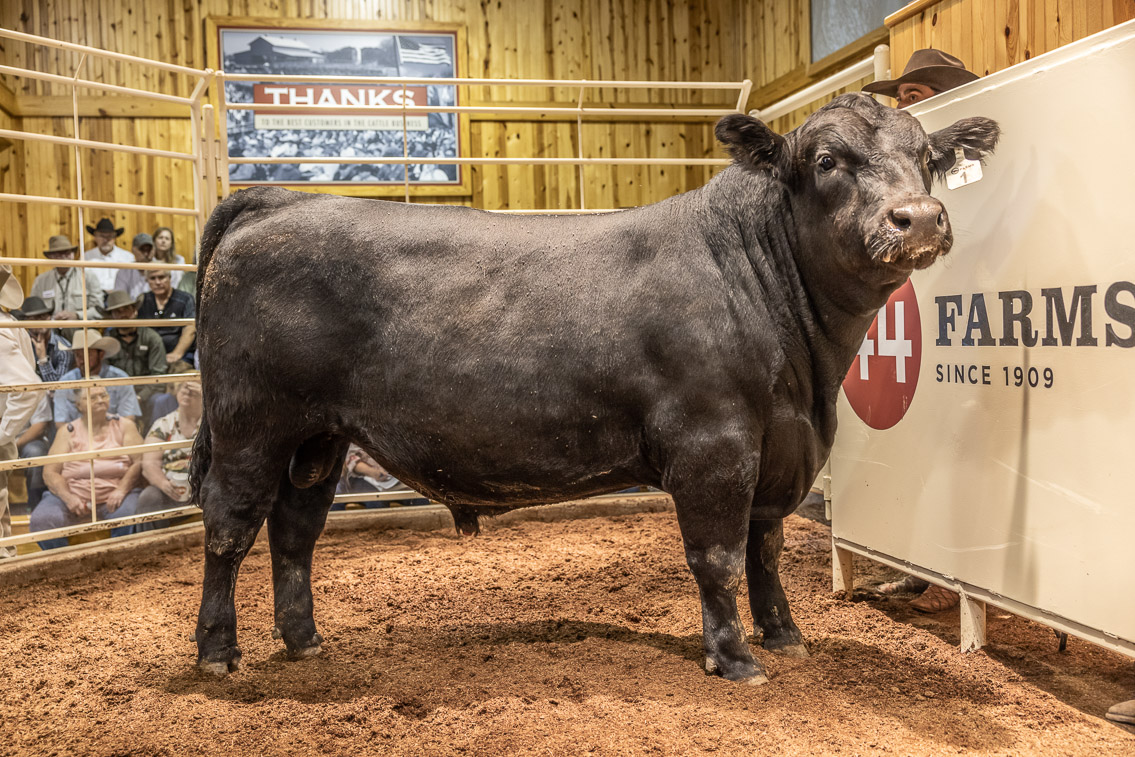 44Farms_Cameron_FallBullSale_Oct2021-526125