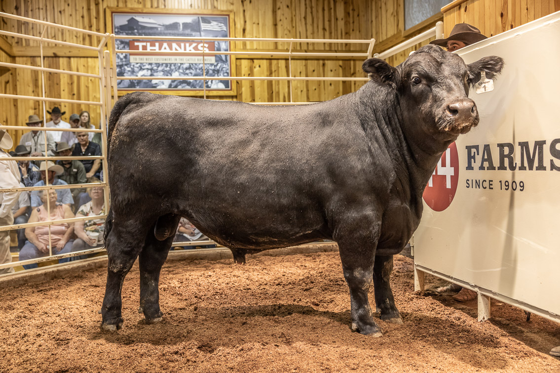 44Farms_Cameron_FallBullSale_Oct2021-526127