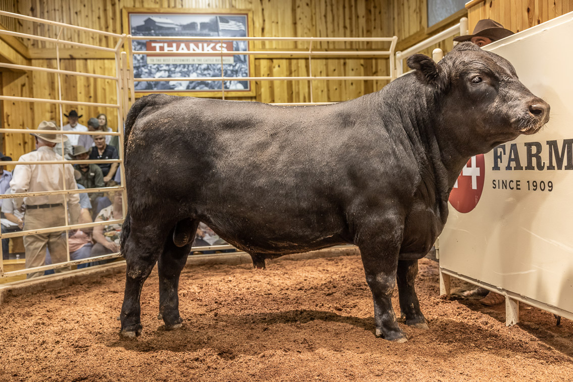 44Farms_Cameron_FallBullSale_Oct2021-526131