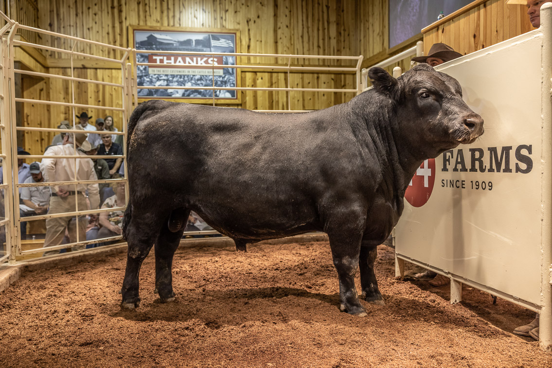 44Farms_Cameron_FallBullSale_Oct2021-526133