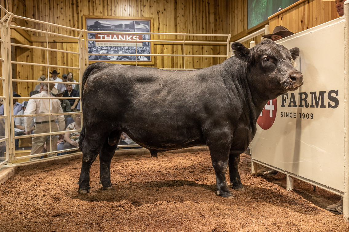 44Farms_Cameron_FallBullSale_Oct2021-526135