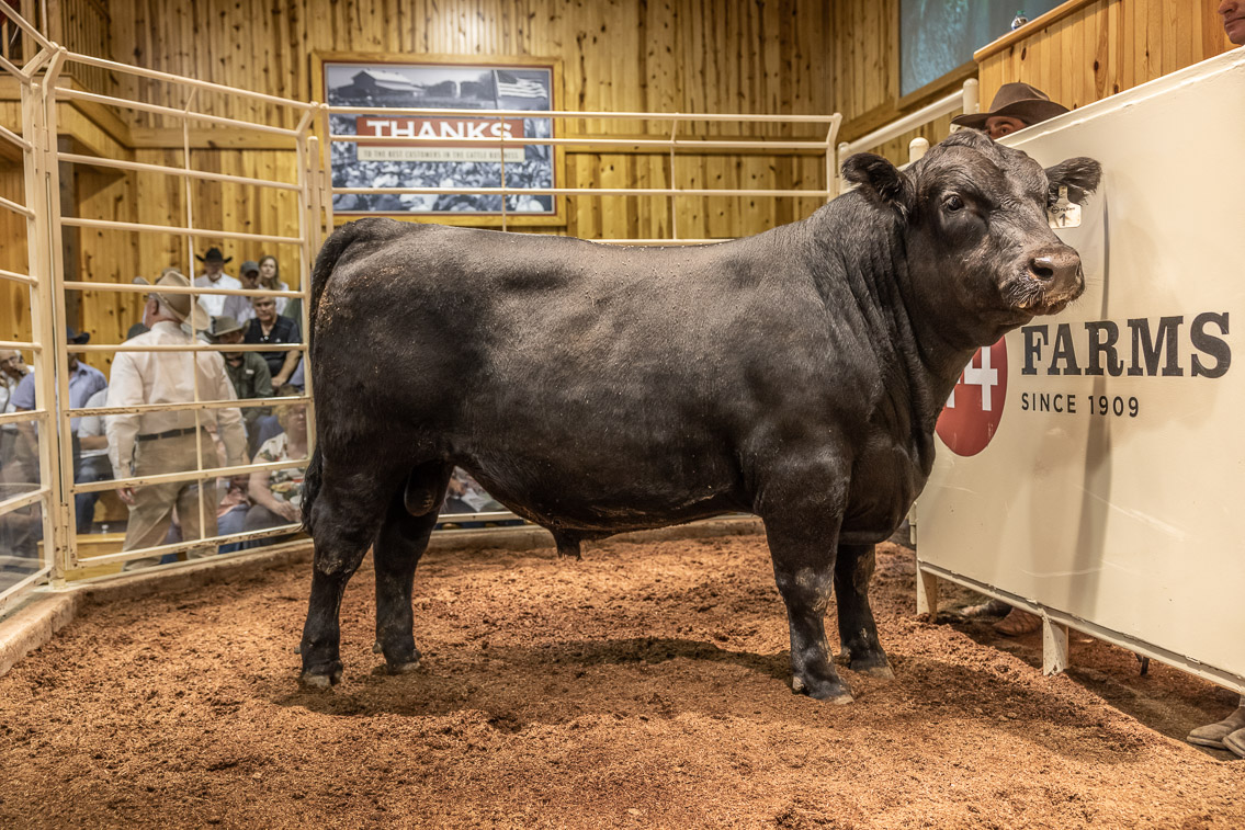 44Farms_Cameron_FallBullSale_Oct2021-526136
