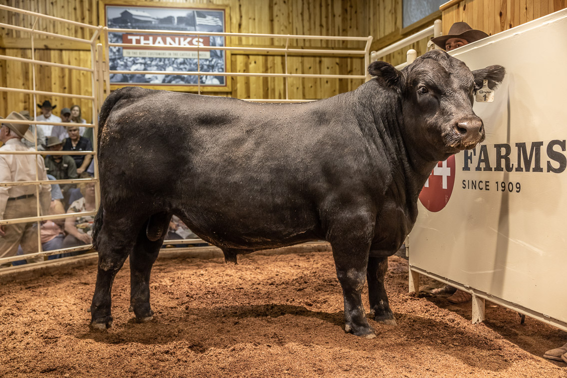 44Farms_Cameron_FallBullSale_Oct2021-526139