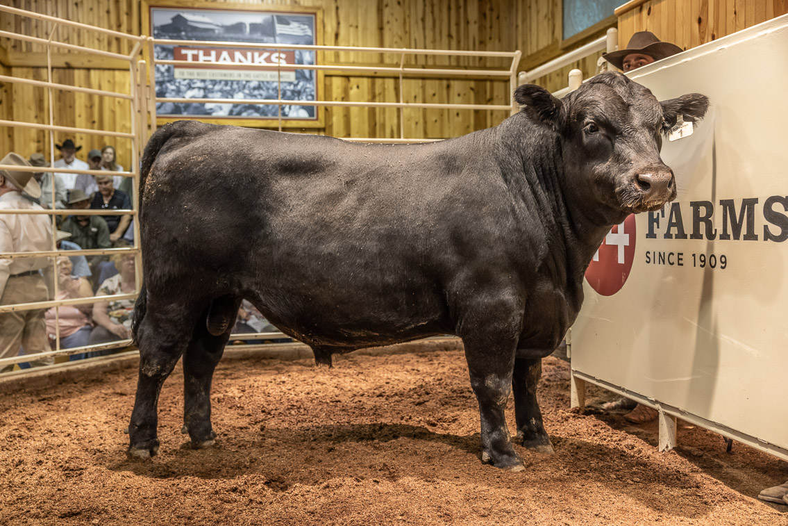 44Farms_Cameron_FallBullSale_Oct2021-526140