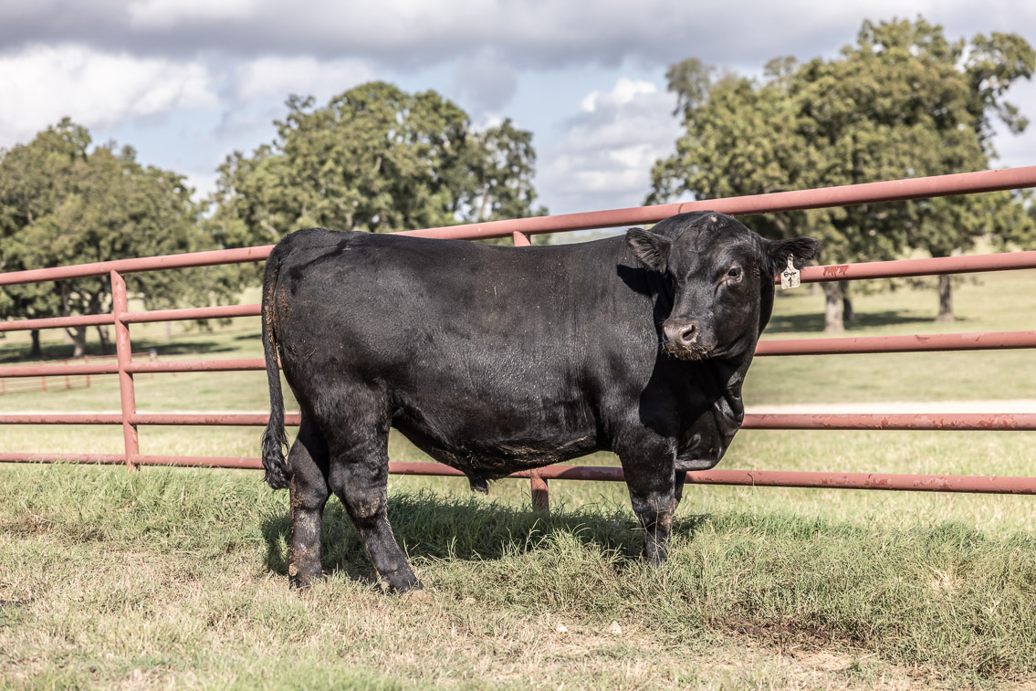 44Farms_Cameron_FallBullSale_Oct2021-526198