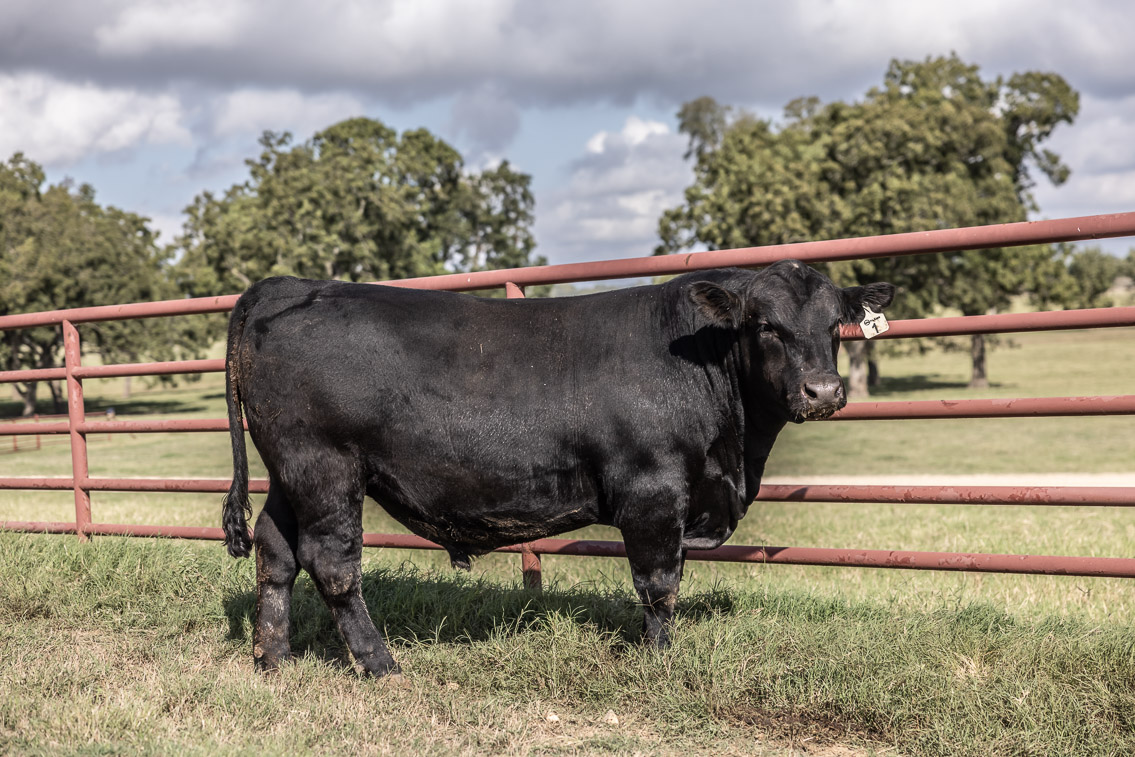 44Farms_Cameron_FallBullSale_Oct2021-526200