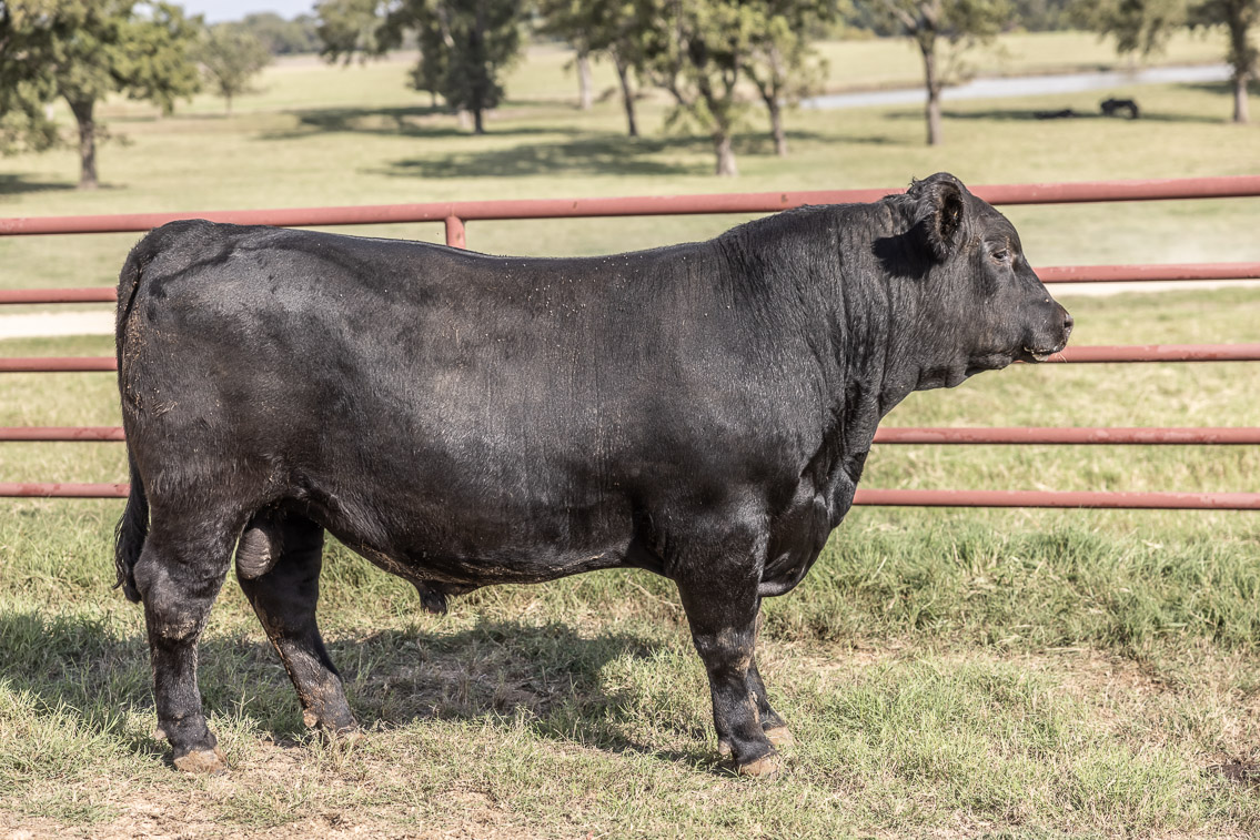 44Farms_Cameron_FallBullSale_Oct2021-526204