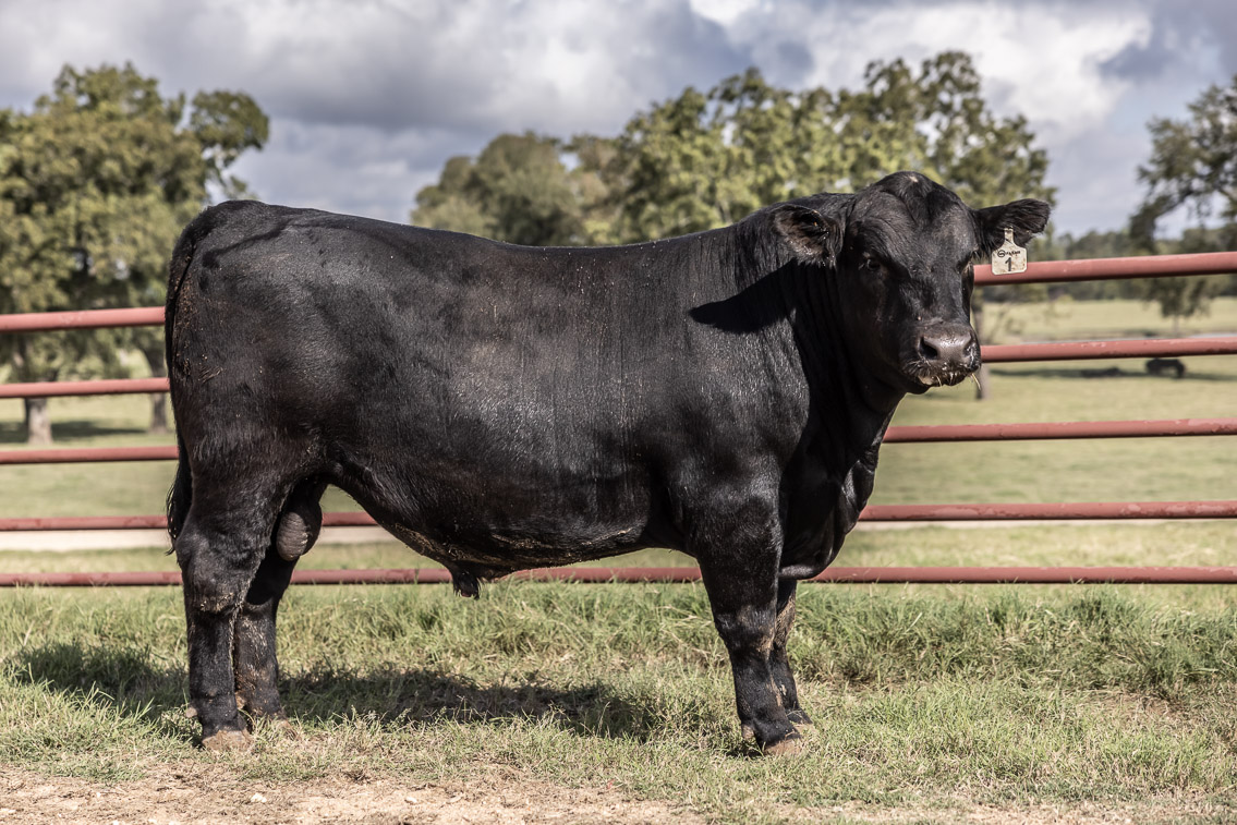 44Farms_Cameron_FallBullSale_Oct2021-526216