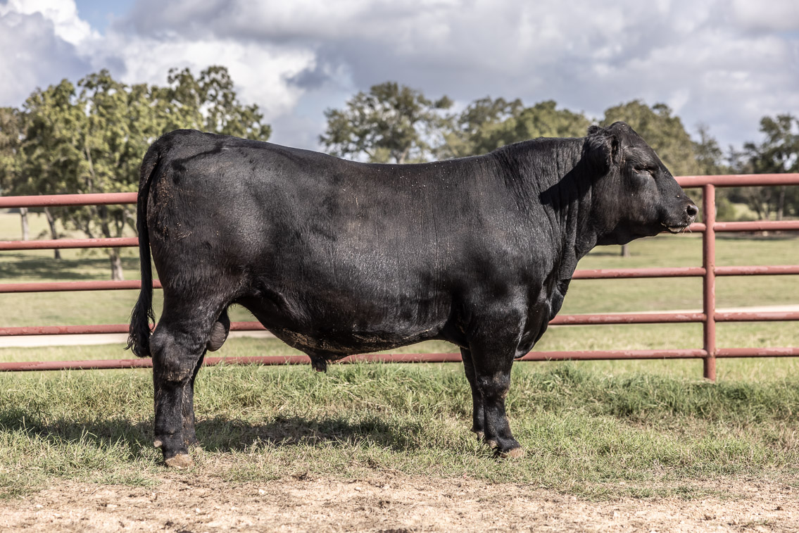 44Farms_Cameron_FallBullSale_Oct2021-526225
