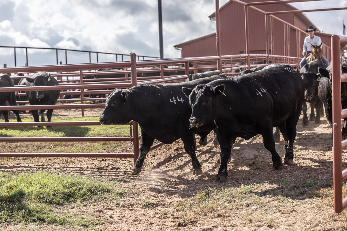 44Farms_Cameron_FallBullSale_Oct2021-526232