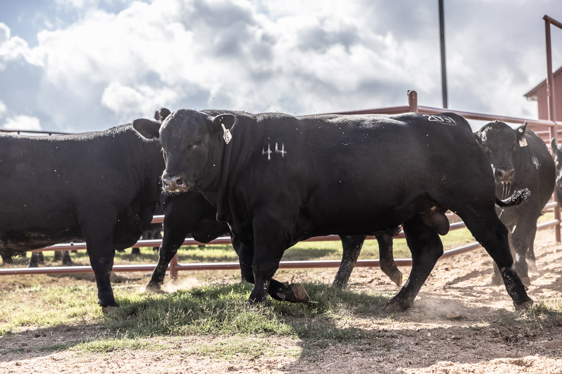 44Farms_Cameron_FallBullSale_Oct2021-526235