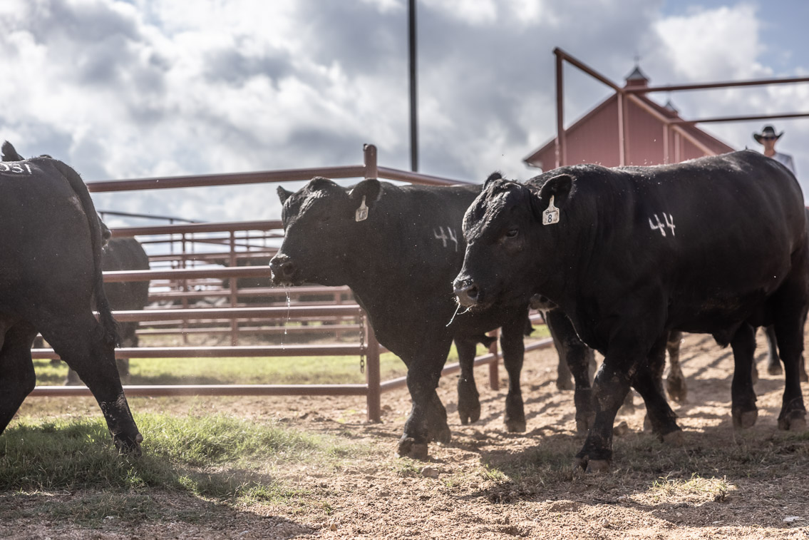 44Farms_Cameron_FallBullSale_Oct2021-526236