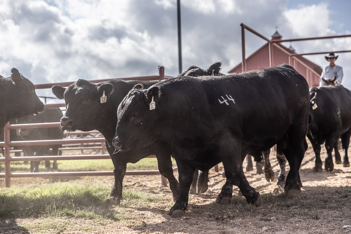 44Farms_Cameron_FallBullSale_Oct2021-526238