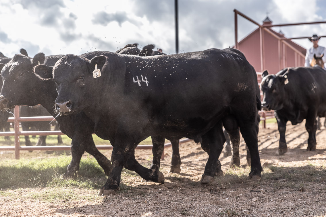 44Farms_Cameron_FallBullSale_Oct2021-526239