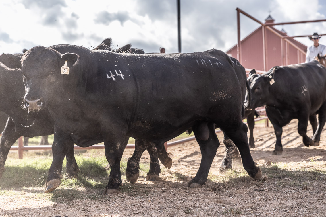 44Farms_Cameron_FallBullSale_Oct2021-526240