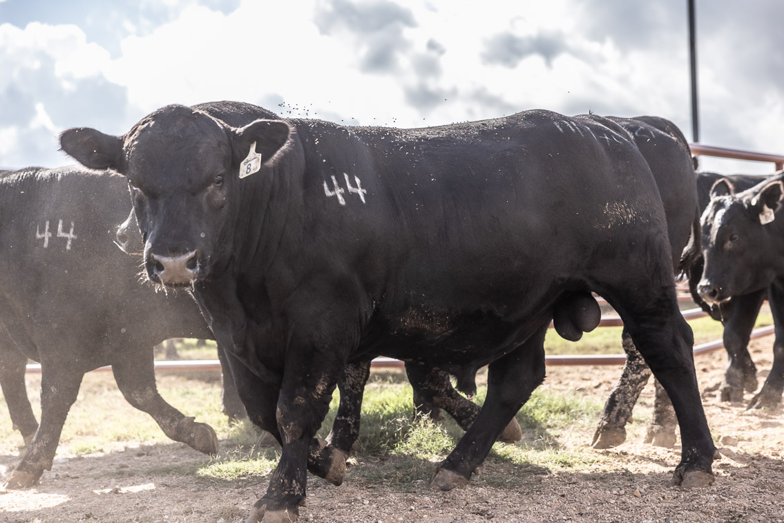 44Farms_Cameron_FallBullSale_Oct2021-526241