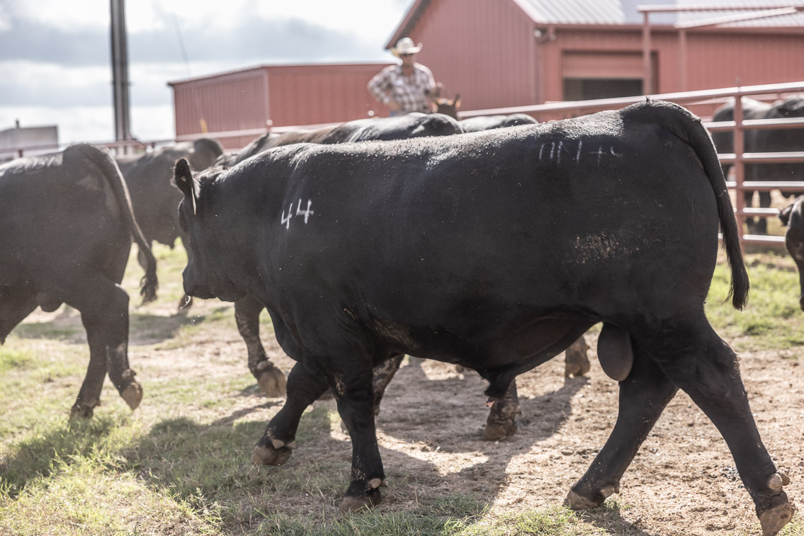 44Farms_Cameron_FallBullSale_Oct2021-526245