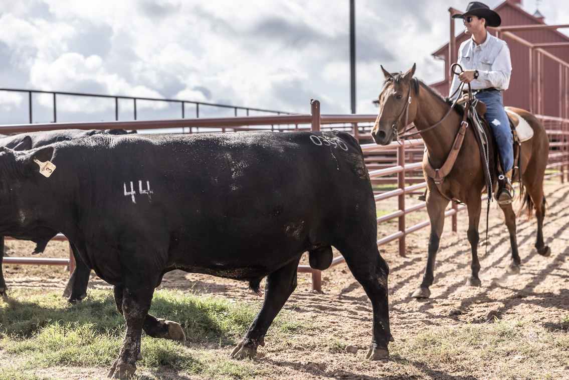 44Farms_Cameron_FallBullSale_Oct2021-526246