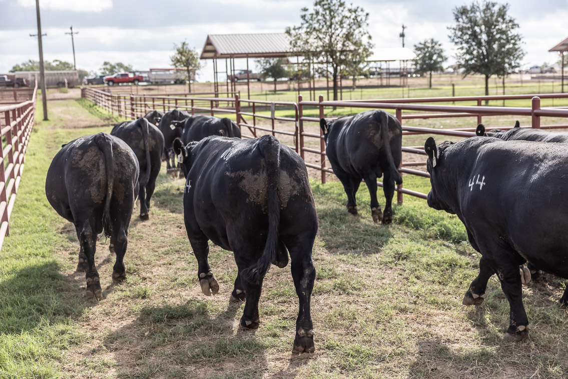 44Farms_Cameron_FallBullSale_Oct2021-526273