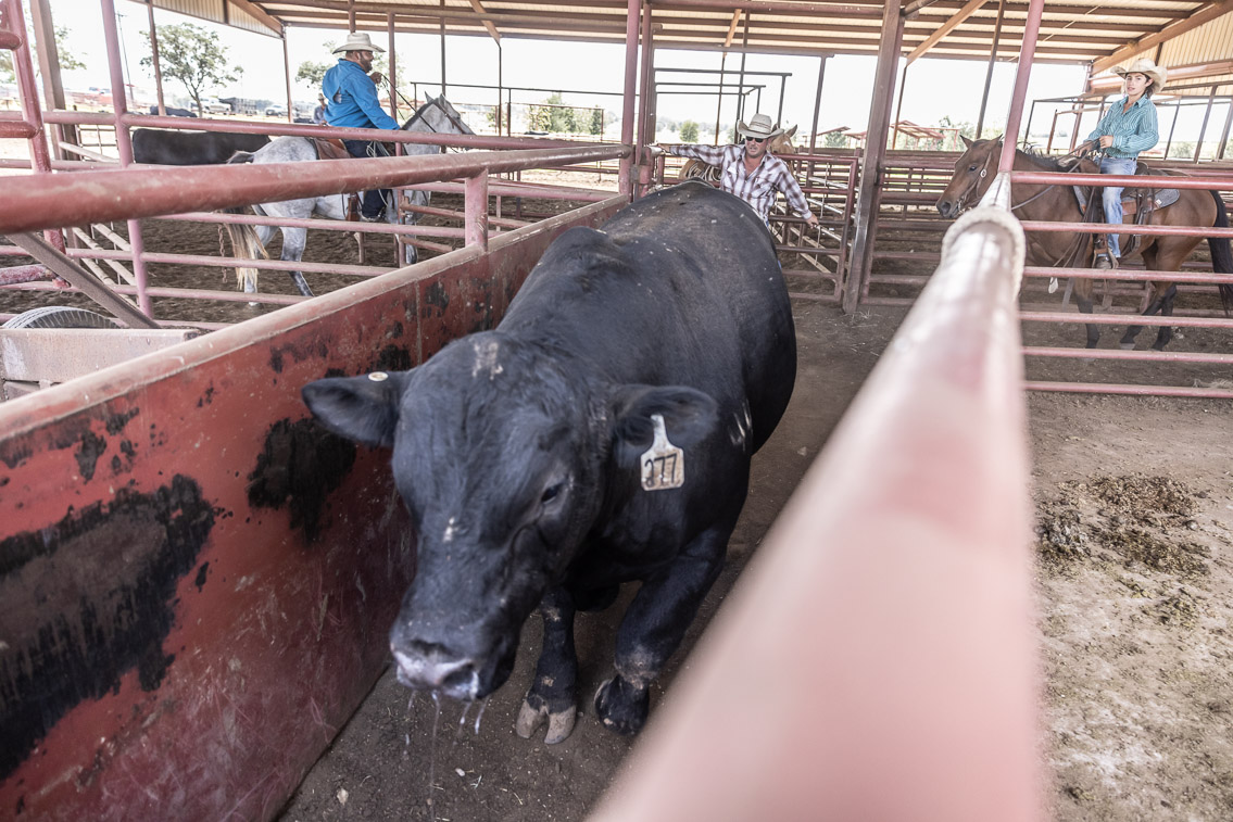 44Farms_Cameron_FallBullSale_Oct2021-526365