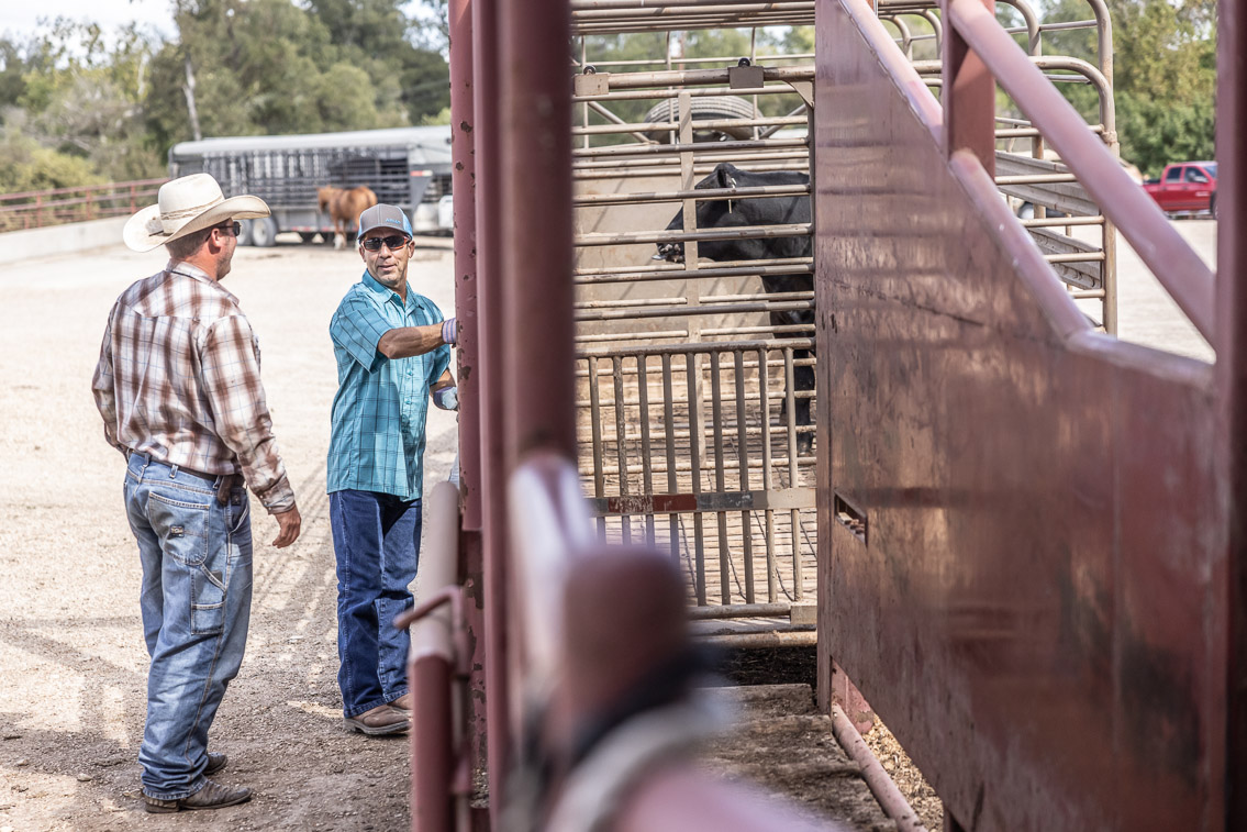 44Farms_Cameron_FallBullSale_Oct2021-526410