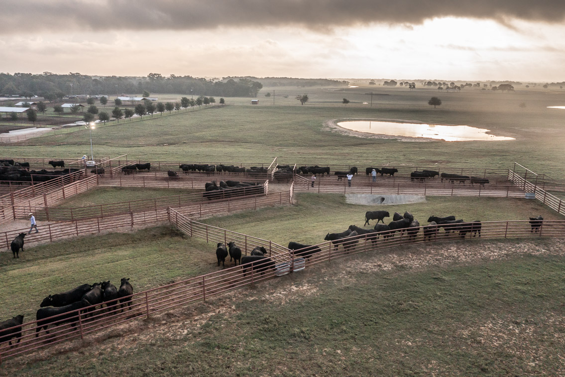 44Farms_Cameron_FallBullSale_Oct2021-0384