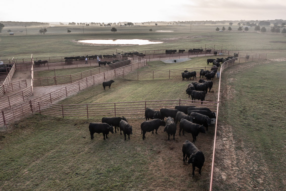 44Farms_Cameron_FallBullSale_Oct2021-0393