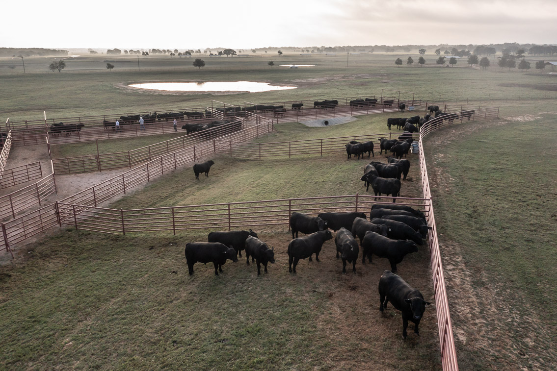 44Farms_Cameron_FallBullSale_Oct2021-0396