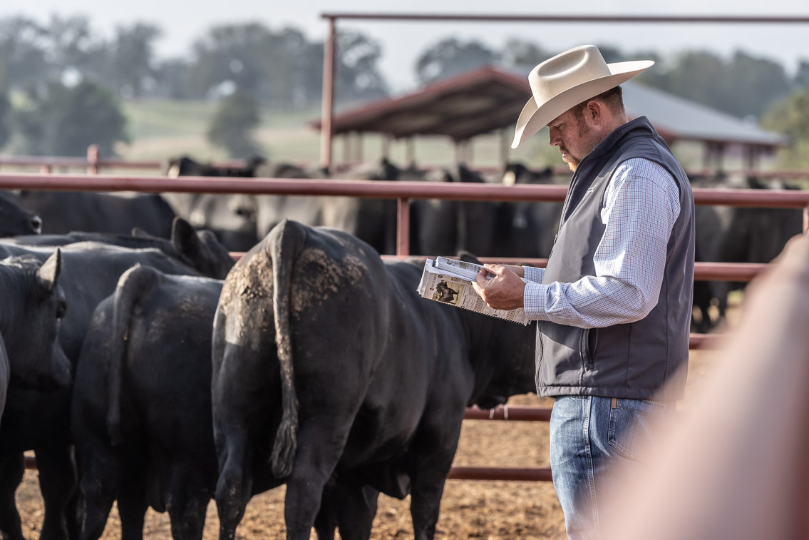 44Farms_Cameron_FallBullSale_Oct2021-519413