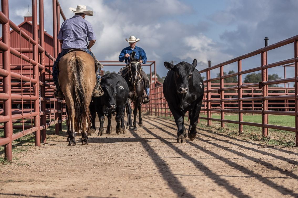 44Farms_Cameron_FallBullSale_Oct2021-519577